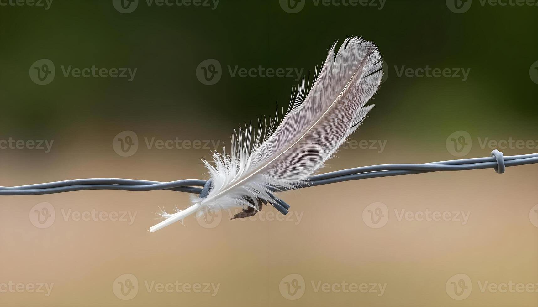 A feather is sitting on a barbed wire fence photo