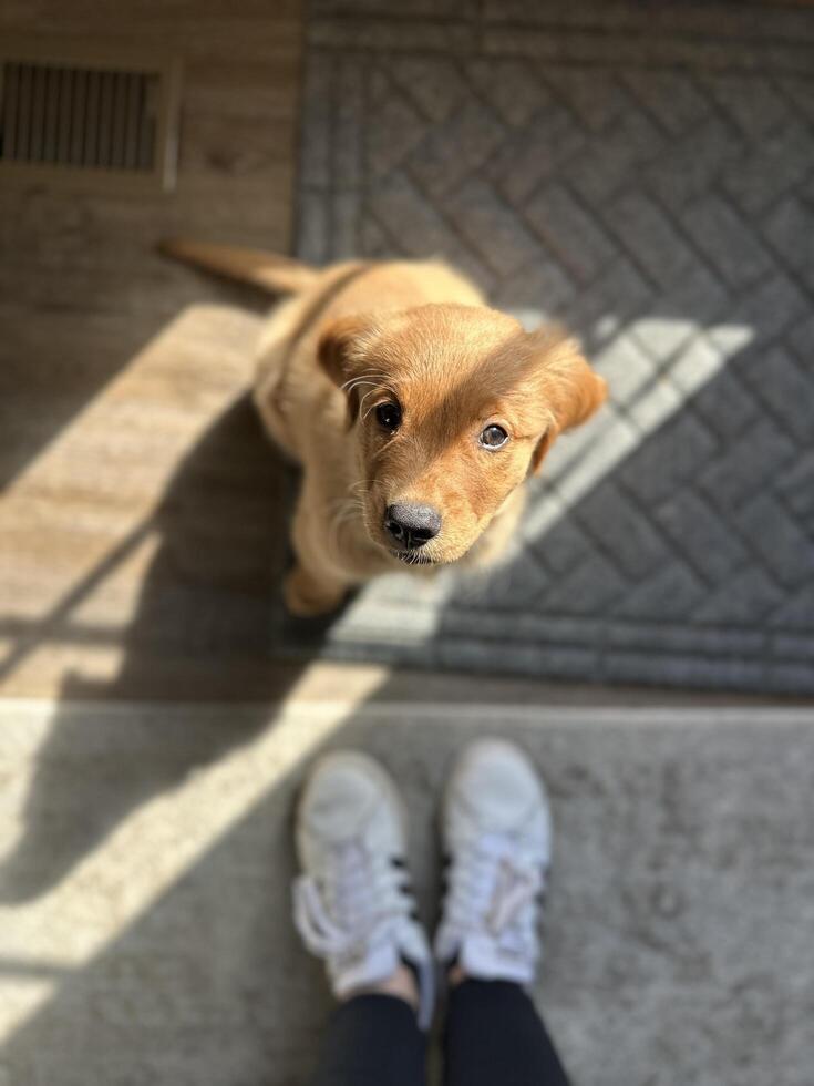 Golden Retriever Puppy Looking Up at Owner photo