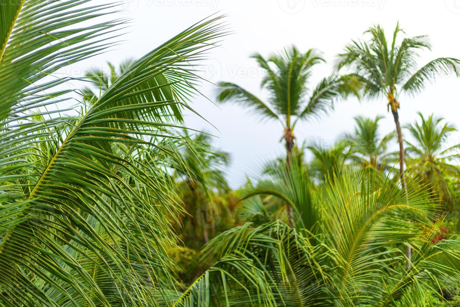Lush tropical palm trees swaying in the breeze at a serene coastal location during a cloudy afternoon photo