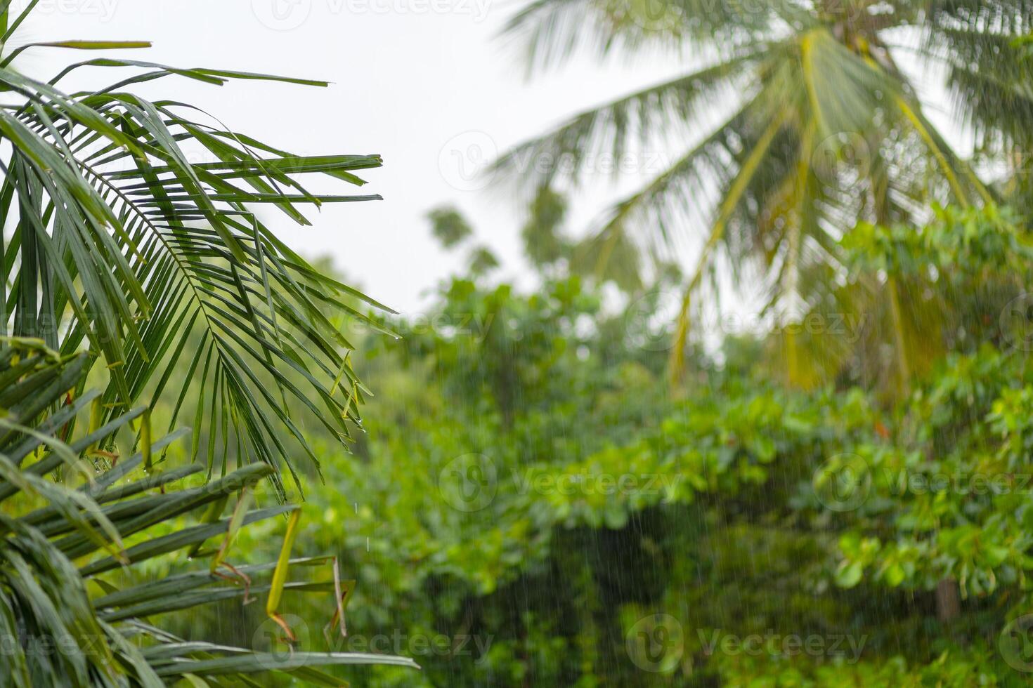 Tropical rain falls softly on lush greenery highlighted by vibrant palm leaves swaying gently in the wind photo