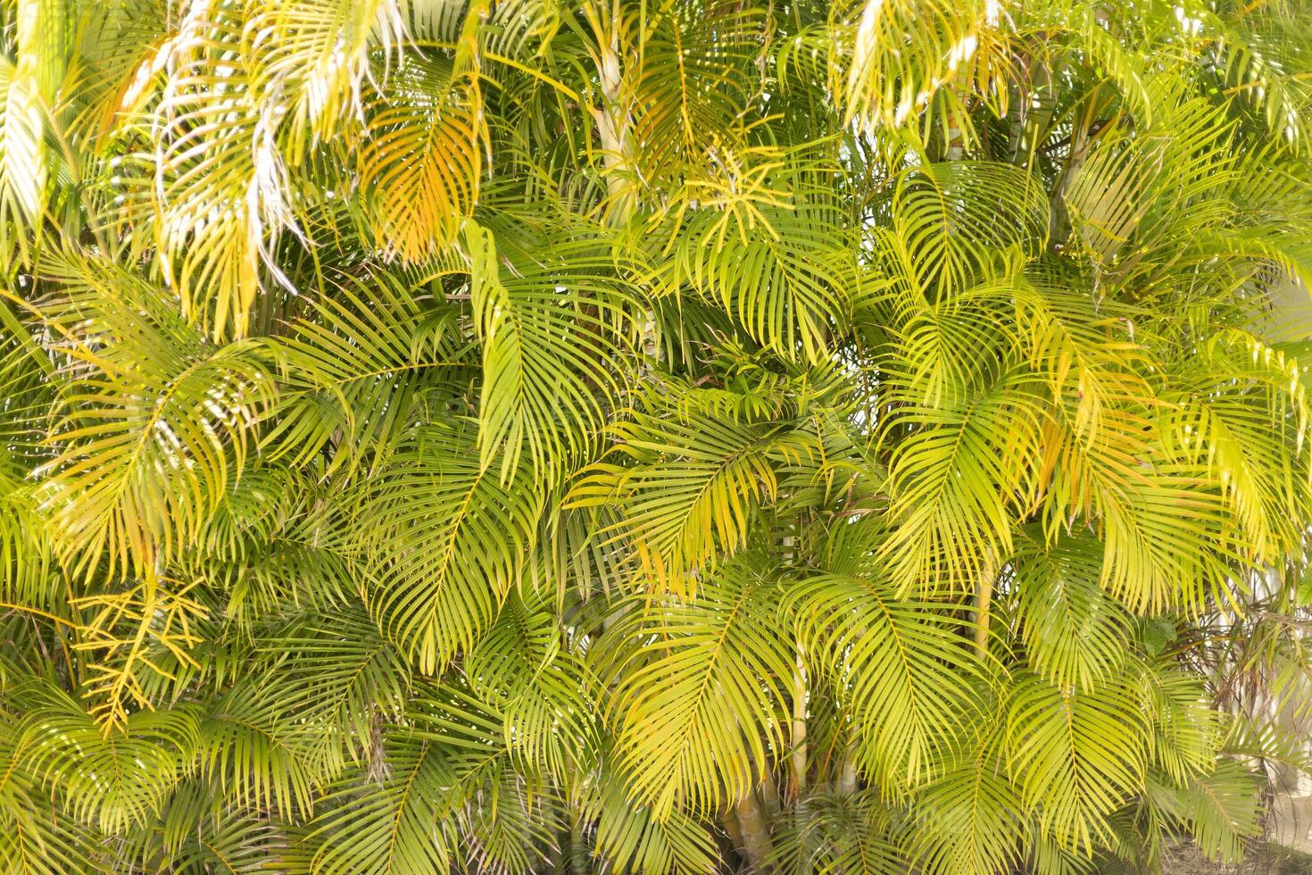 Lush green palm leaves creating a tropical backdrop in a sunny garden setting during the daytime photo