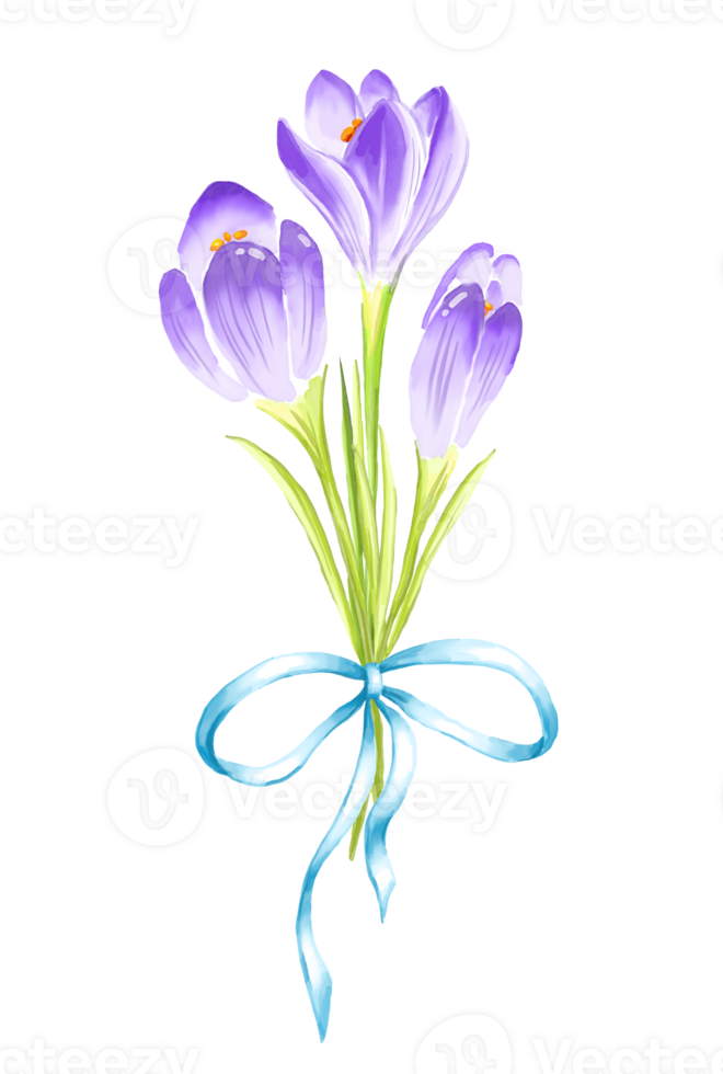 Bouquet of crocuses. Watercolor illustration png