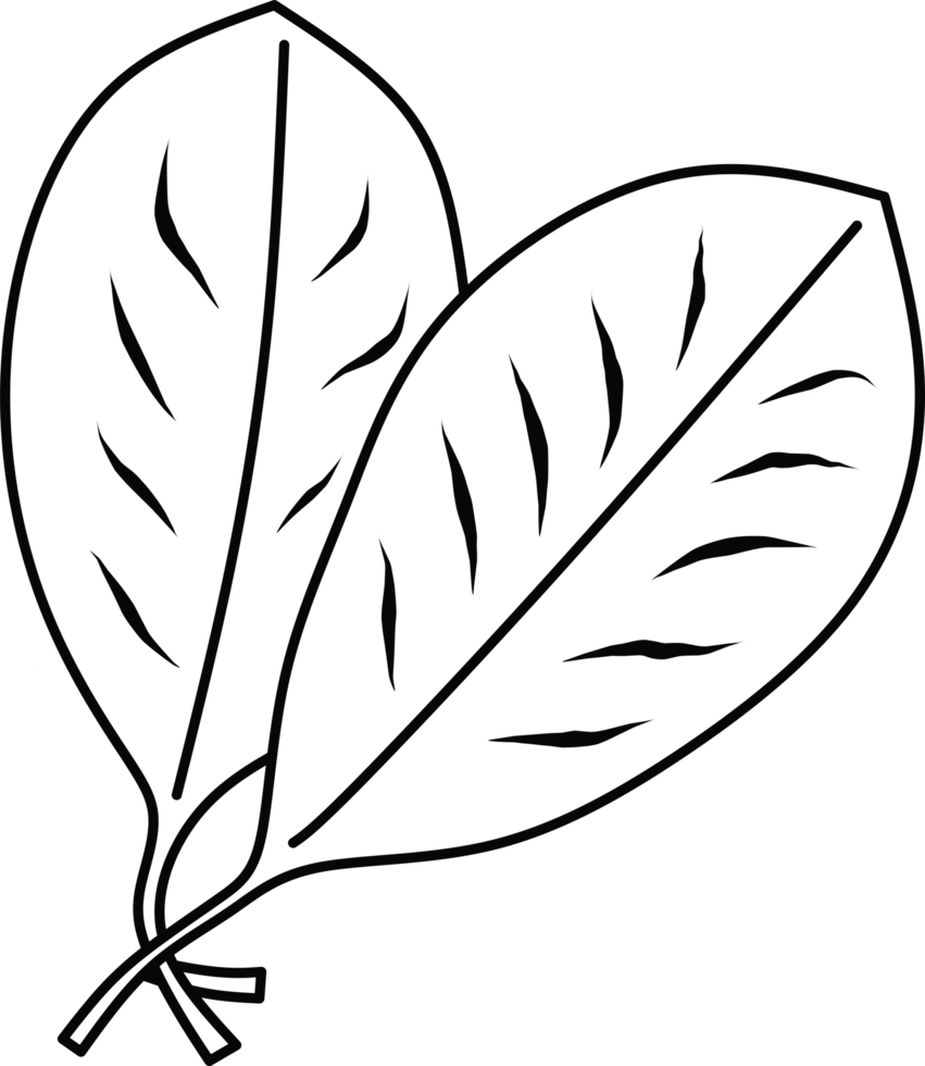 Monochrome drawing of spinach leaves in an artistic and simple design, representing nature png