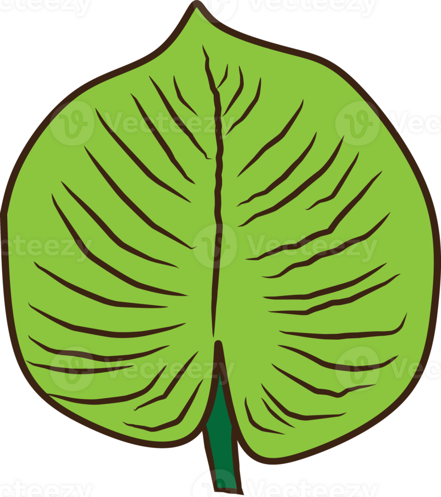 Vibrant Green Leaf Illustration Highlighting Botanic and Nature Concepts png