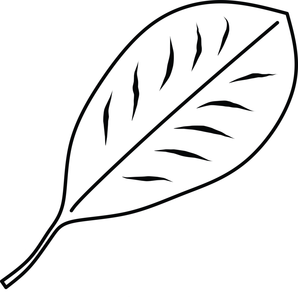 Line Drawing of a Leaf with Simple Artistic Details png