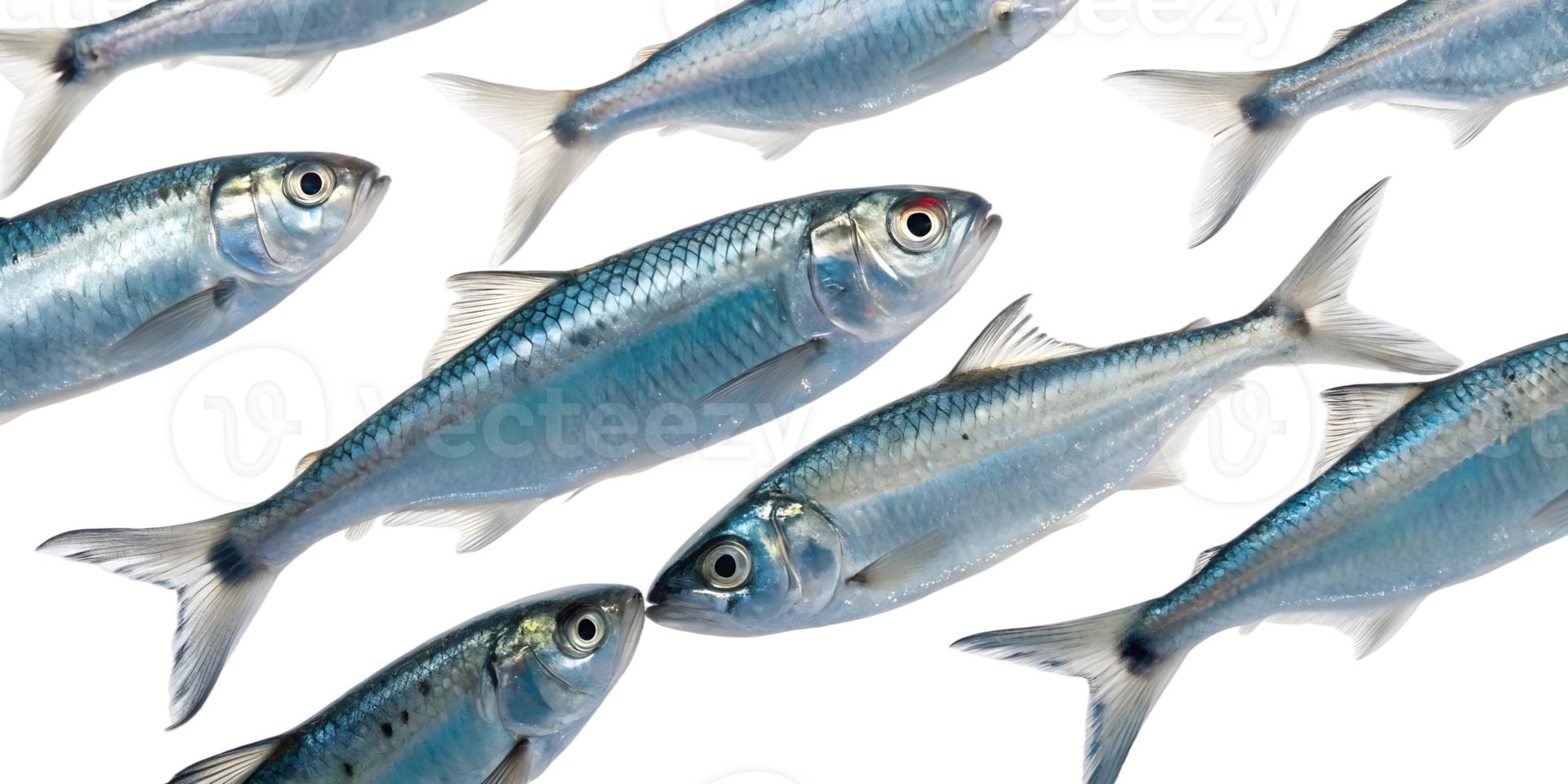 School of silver fish swimming together in a group on a transparent background aquatic life png