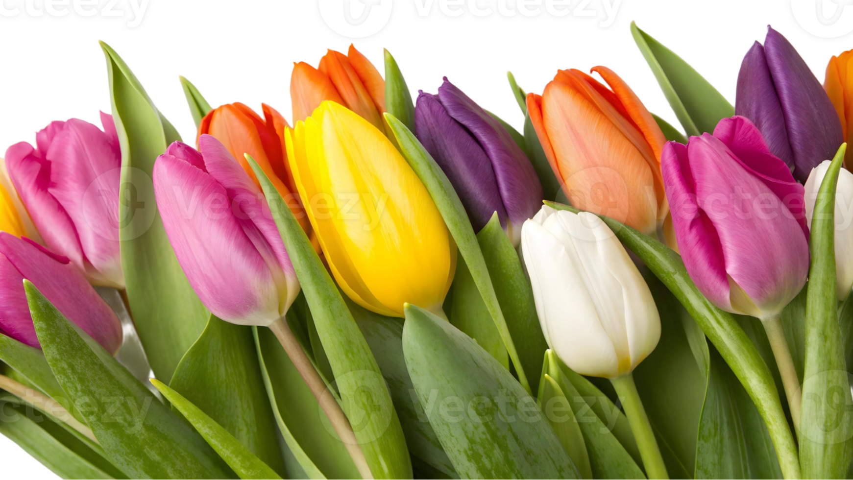Colorful tulips bouquet with vibrant petals and green leaves on a transparent background close up view png