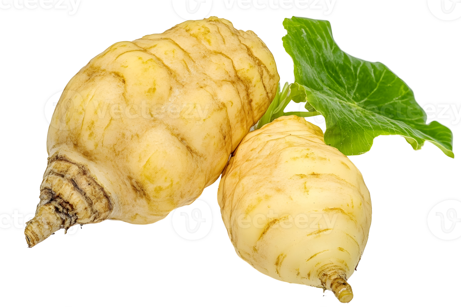 Close up of two maca roots with a single green leaf against a transparent background in studio lighting png