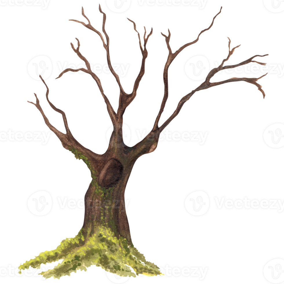 An old tree with a hollow, long branches and green moss on the roots. Garden clipart. Deep forest hollow tree. Hand-drawn watercolor illustration. For postcards, scrapbooking png