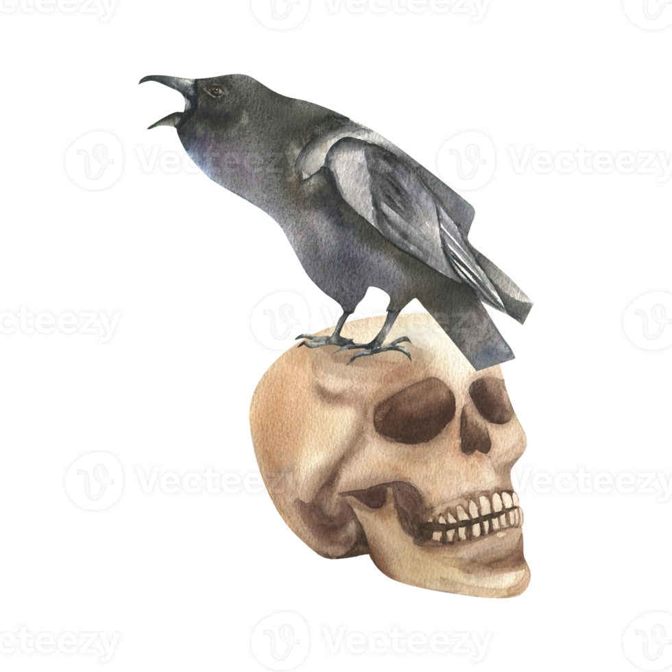 Black raven sitting on human skull watercolor illustration. Halloween hand drawn gothic clipart with black bird and dead head for festive card,poster, web design png