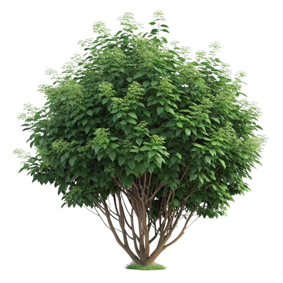 A different color large Shrubs isolated on a transparent background png