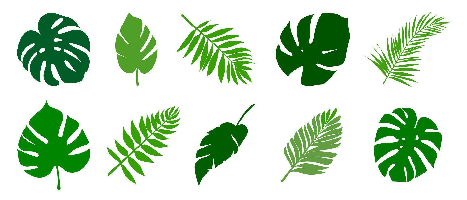 Variety of green tropical leaves monstera, palm, and fern illustration. vector