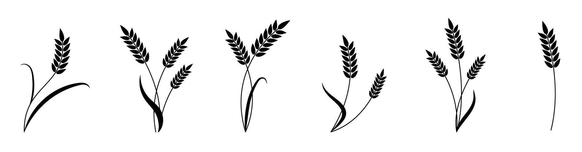 Set of black wheat silhouettes on white background. vector