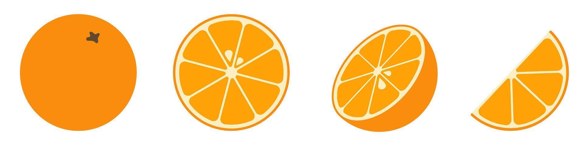 Whole orange and sliced orange variations on white background vector