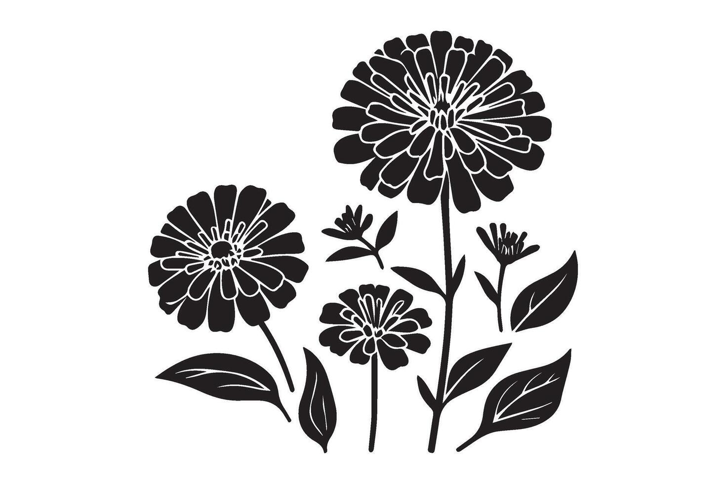 Zinnia flowers silhouette on white background. vector