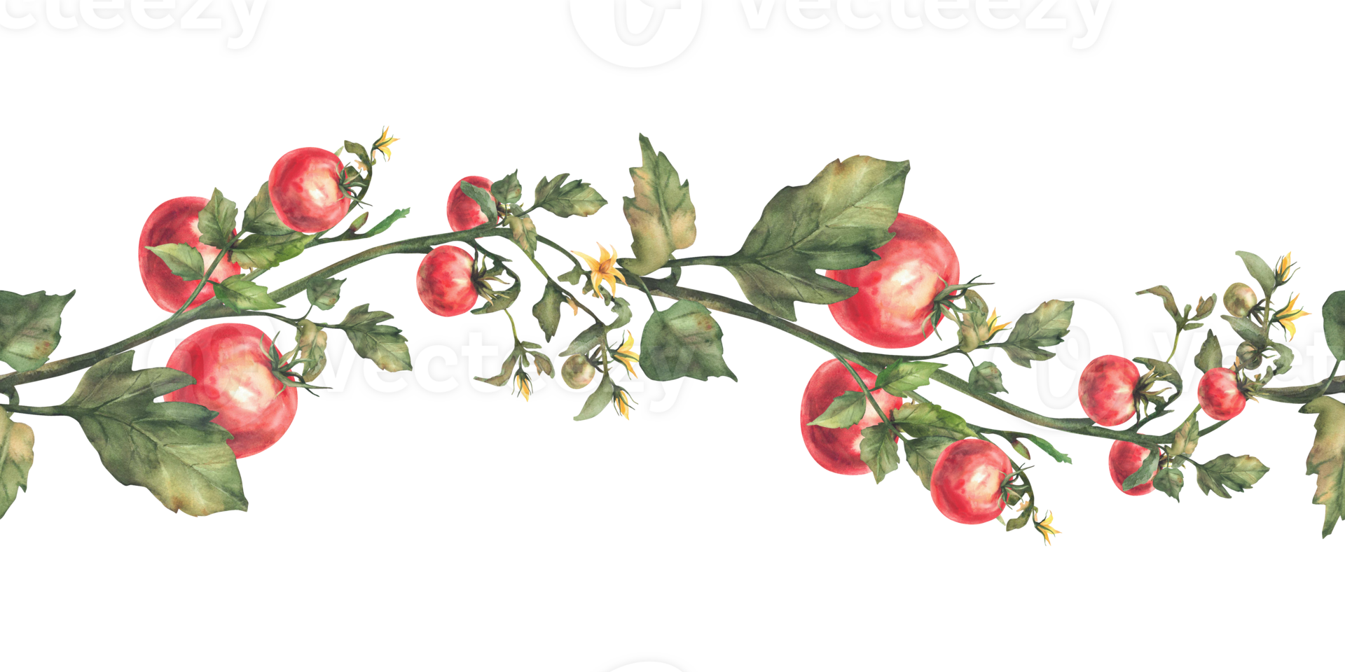 Tomato plant seamless border with red fruit, leaves and flowers. Watercolor agricultural ripe and unripe vegetables crop realistic repeating pattern. Hand drawn illustration isolated from background png