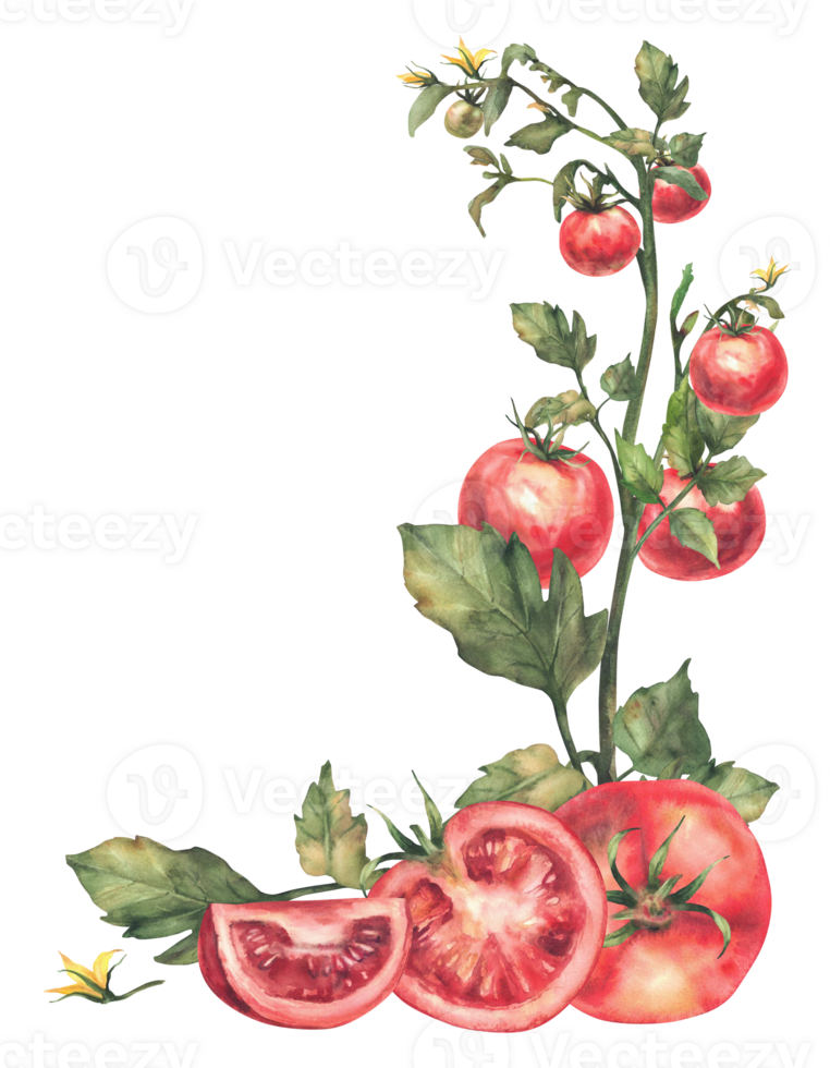 Tomato plant with red whole and cut sliced fruit, leaves and flowers. Watercolor botanical ripe and unripe vegetables crop label. Realistic hand drawn template Illustration isolated from background png