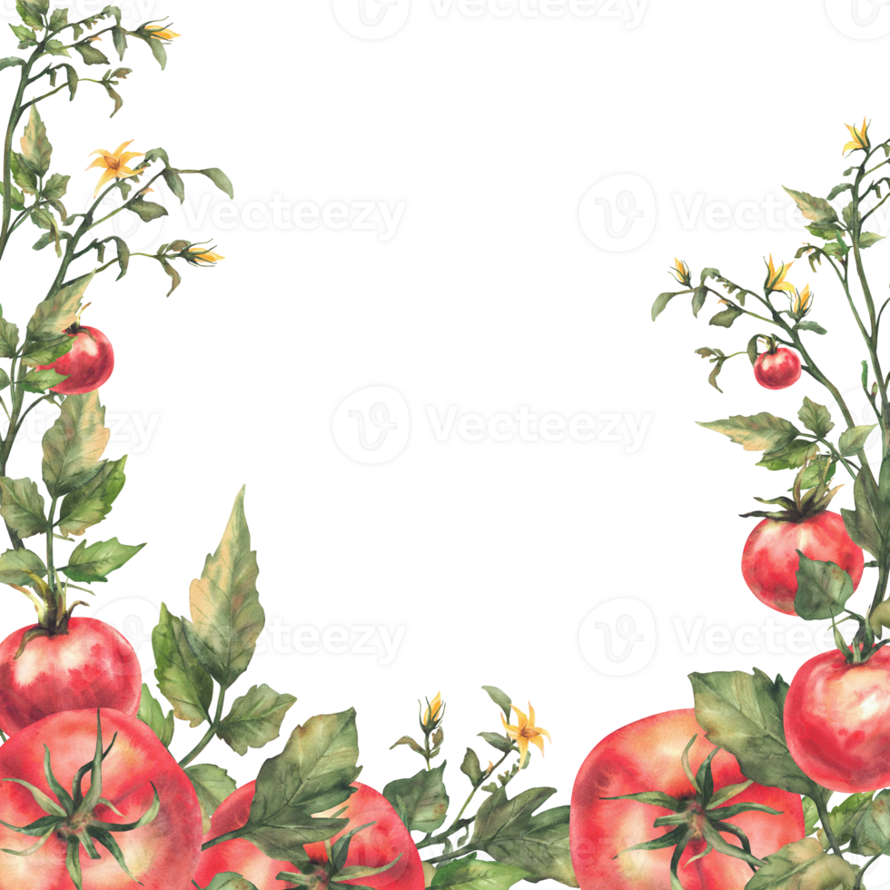 Tomato plant with red fruit, green leaves and yellow flowers square frame. Watercolor botanical agricultural vegetables crop label. Realistic hand drawn card template illustration Isolated background png