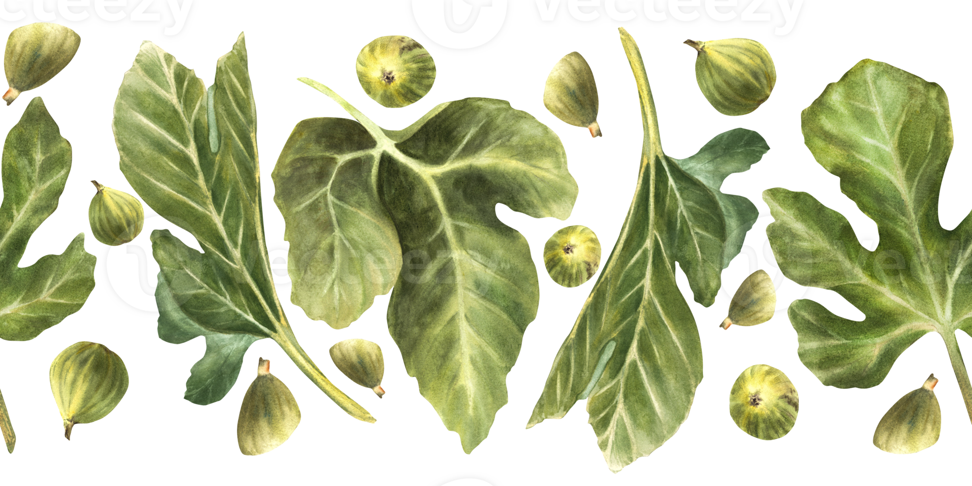 Green fig and leaves of different shapes seamless border. Realistic watercolor plant botanical horizontal repeating pattern for fabric, packaging. Hand drawn illustration Isolated from background png