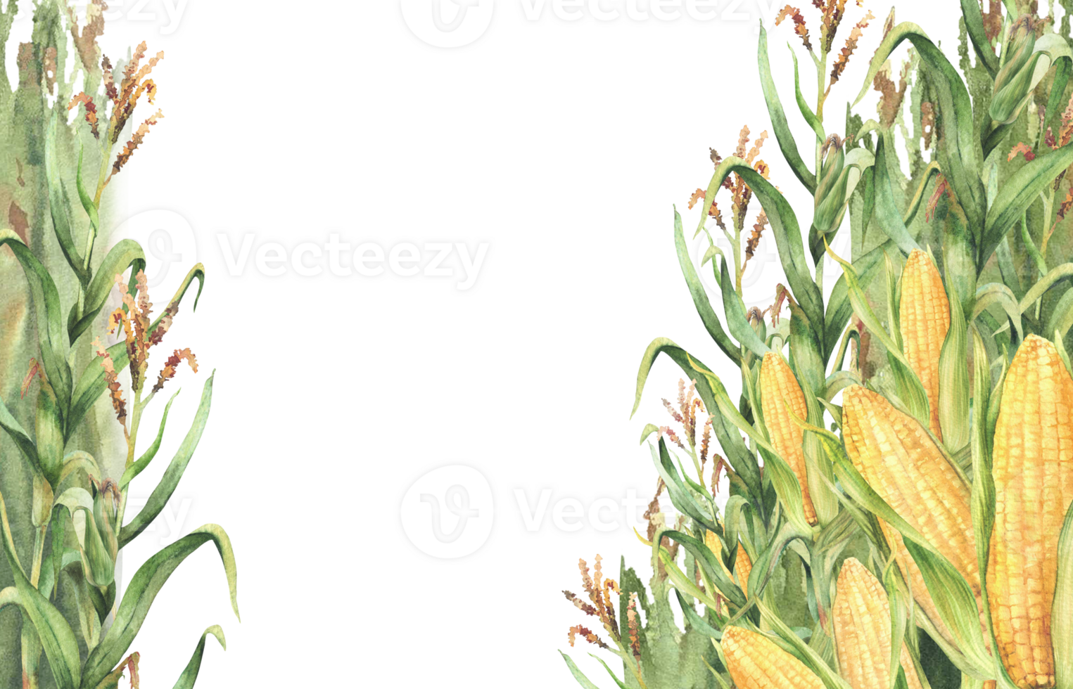 Corn plant. Watercolor Golden maize stalk with corncob, flowers and green leaves, husks rectangular frame. Botanical realistic hand painted template for food, oil label , card. Isolated illustration png