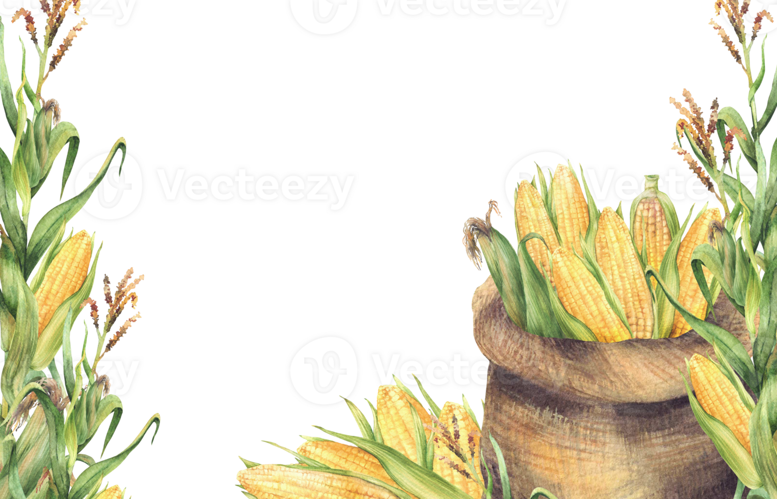 Canvas sack of corn cobs. Watercolor banner. Bag with harvested maize cobs and green corn plant stem. Agricultural realistic painted isolated illustration. Template for farm label, oil, canned food png