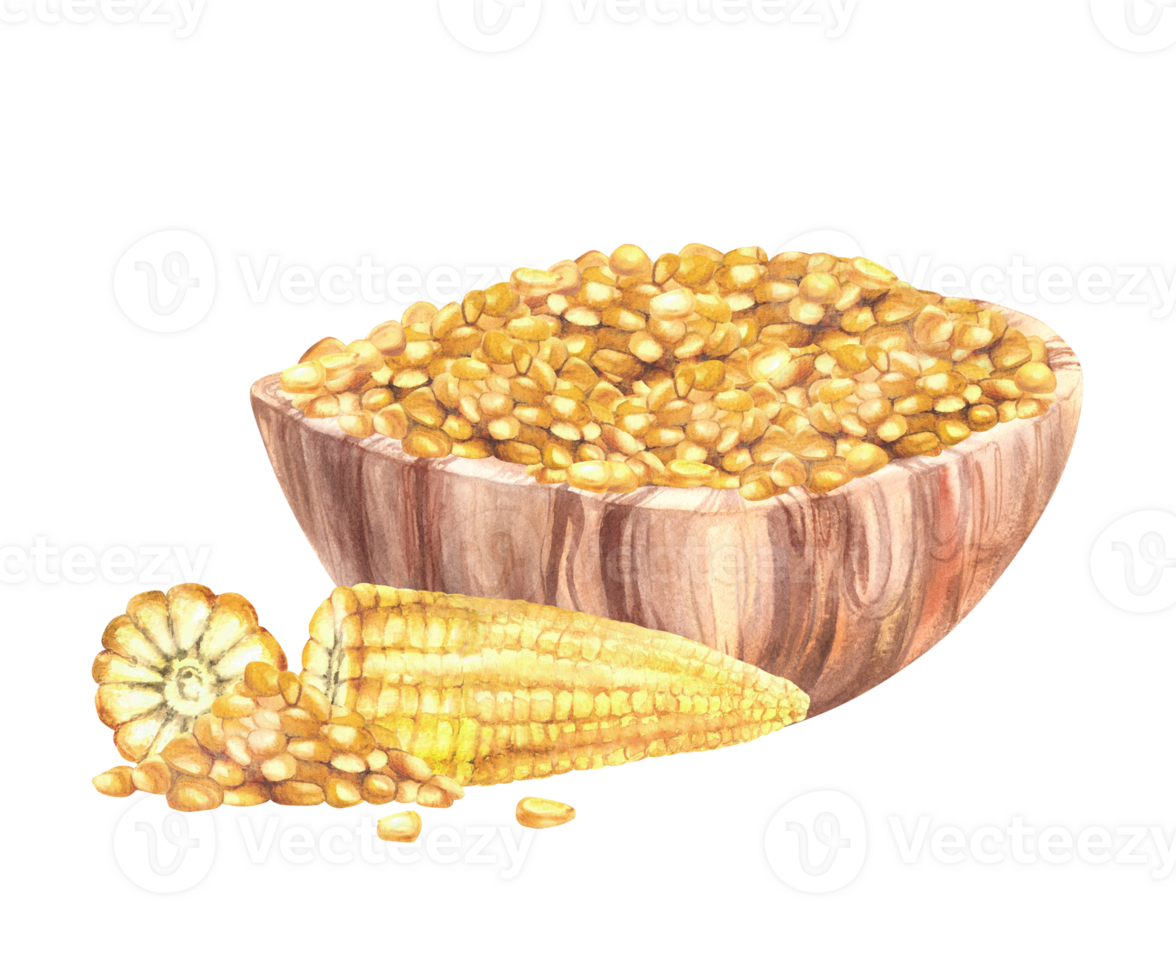 Maize kernels, whole and cut corncobs with Bowl sweet corn. Wooden dishes with Yellow pieces of corn cobs plant harvest. Watercolor painted illustration for canned food label Isolated from background. png