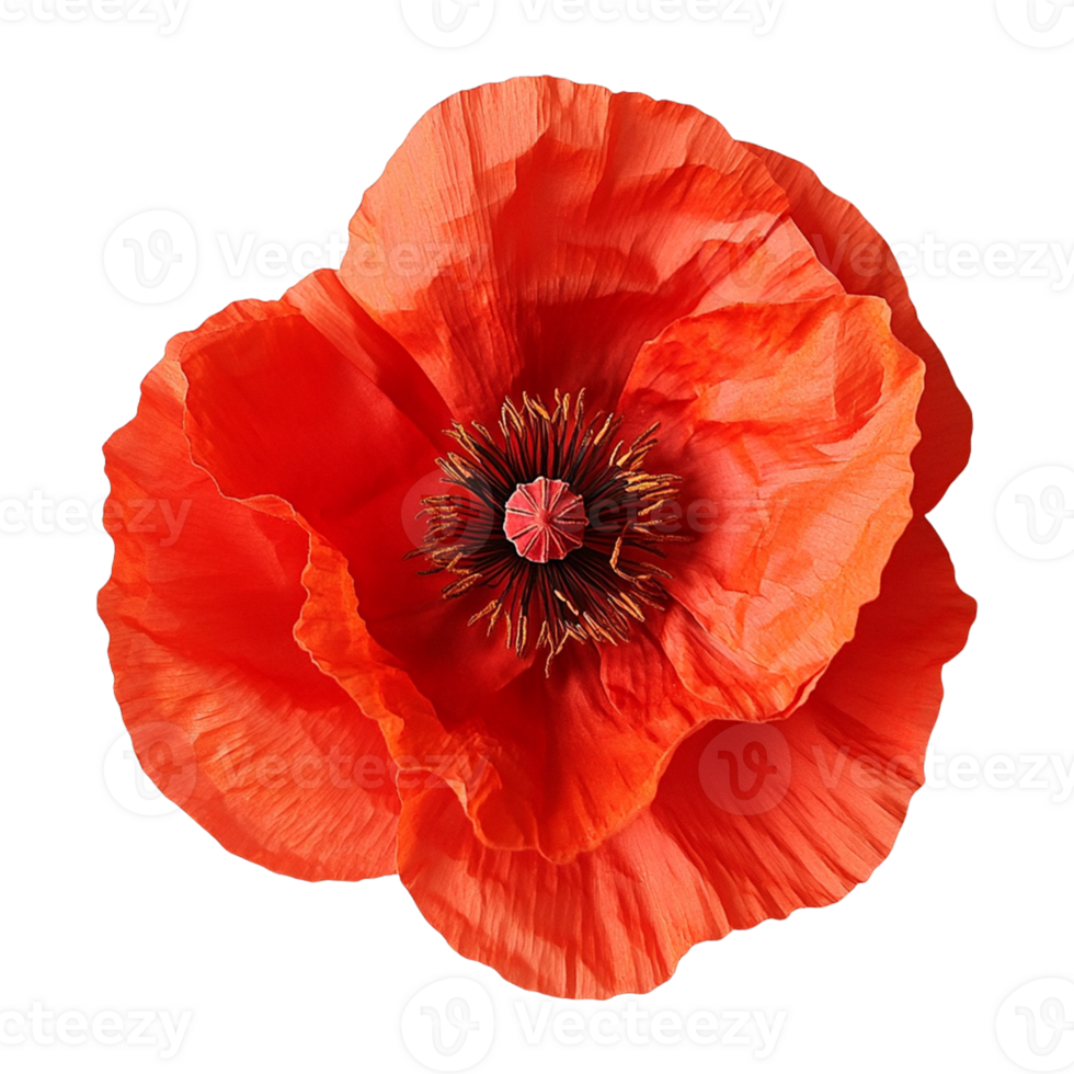 Red Poppy Petals Viewed from Above, Transparent png