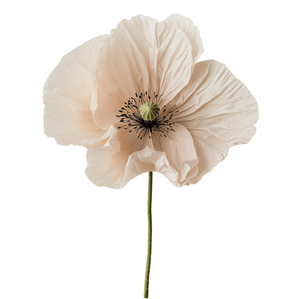 Flat Lay of White Blooming Poppy on Transparent Background png
