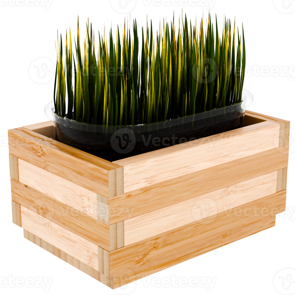 3d render grass growing wooden box with transparent background png