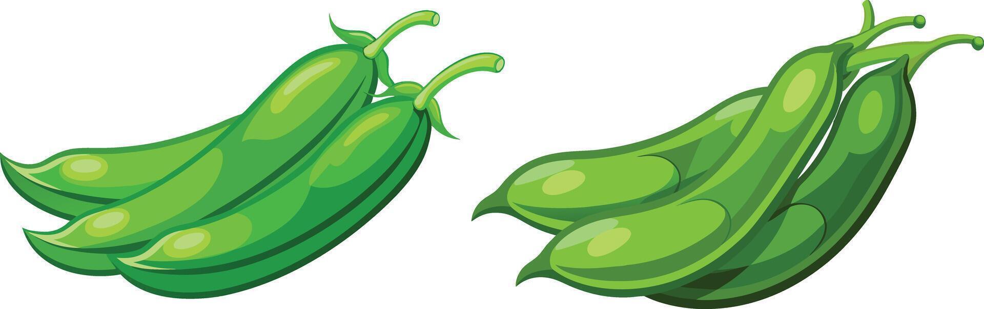 Fresh green beans on white background. vector