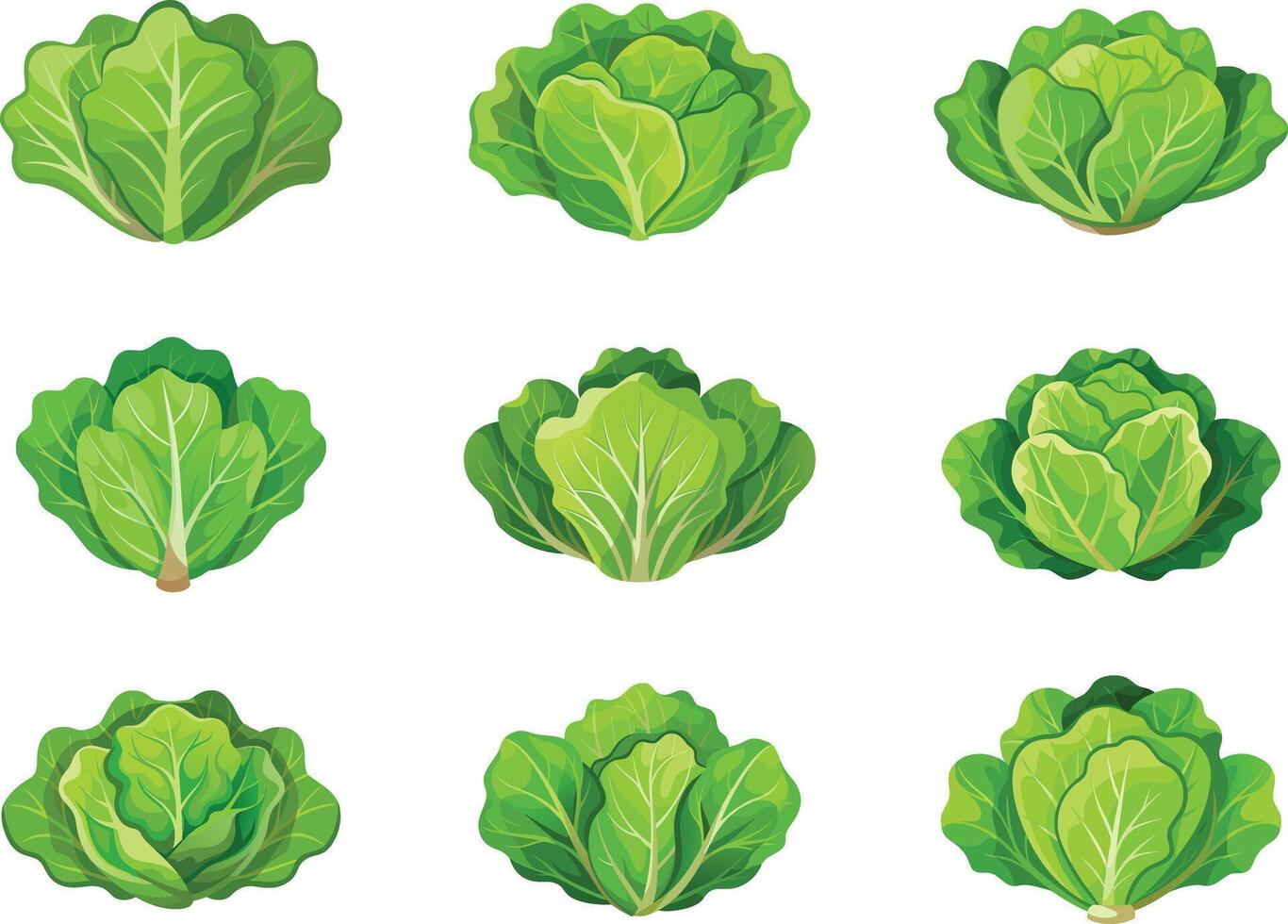 A set of different types of lettuce vector