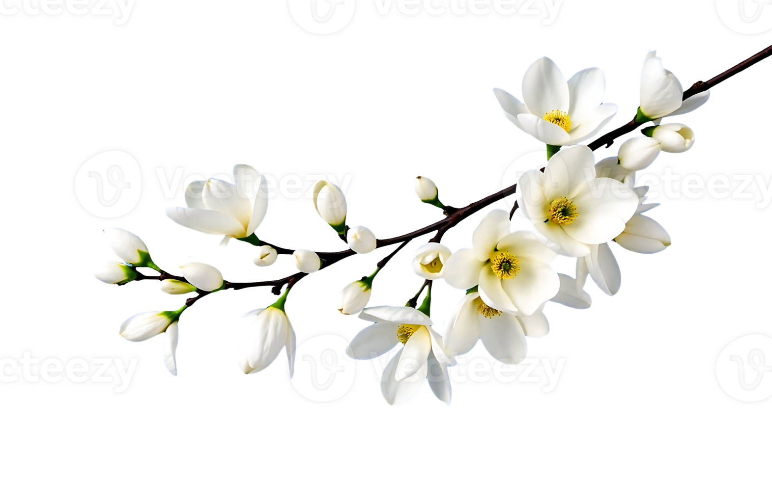 A branch adorned with delicate white flowers symbolizing spring renewal with yellow centered blossoms png