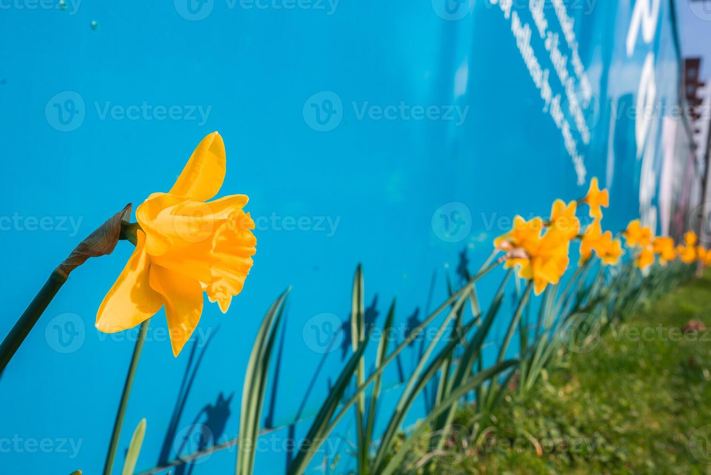 A row of vibrant yellow daffodils in sharp focus blooms along a grassy area, with shadows cast on a bright blue wall featuring partial white text. photo
