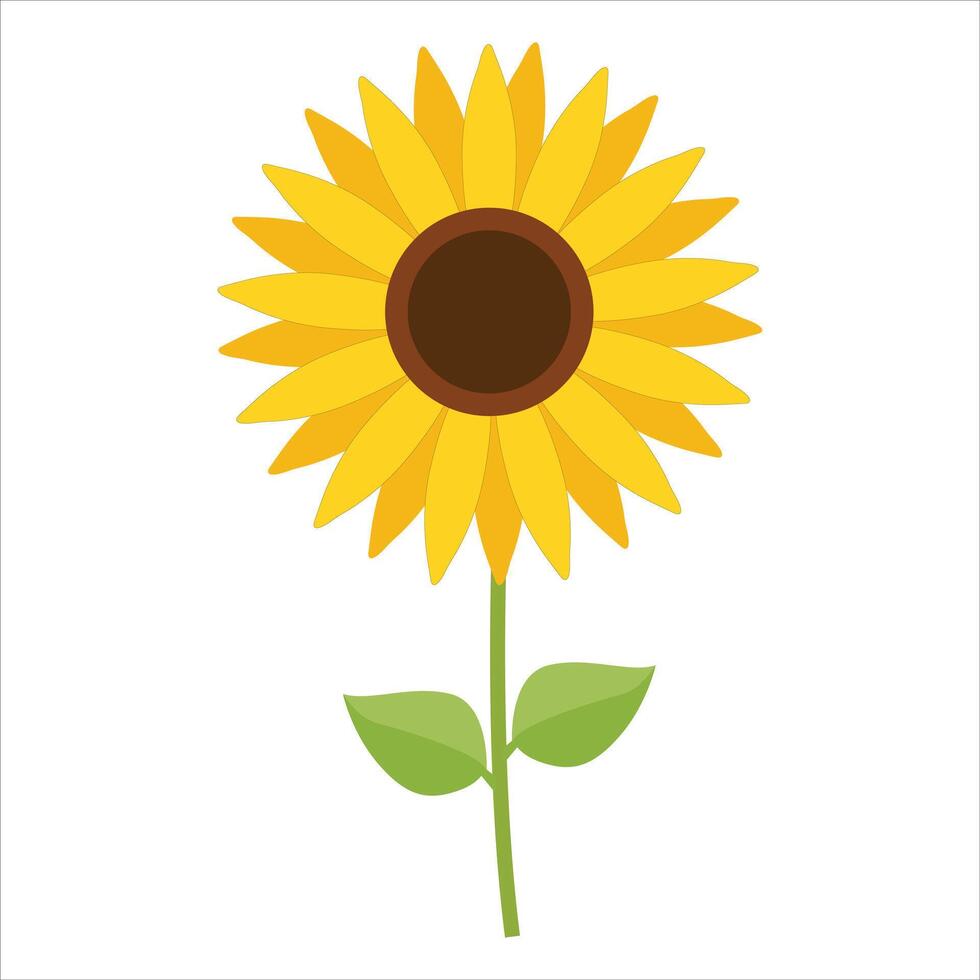 Illustration of Sunflower on white background vector