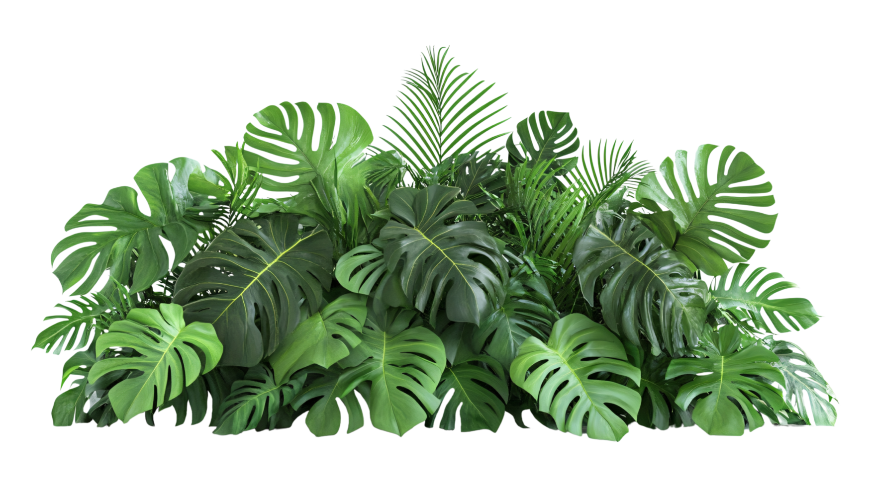 Dense green lush tropical bush monstera leaves foliage isolated on transparent background png