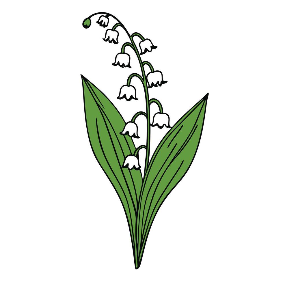 Hand drawn elegant lily of the valley flower and green leaves vector