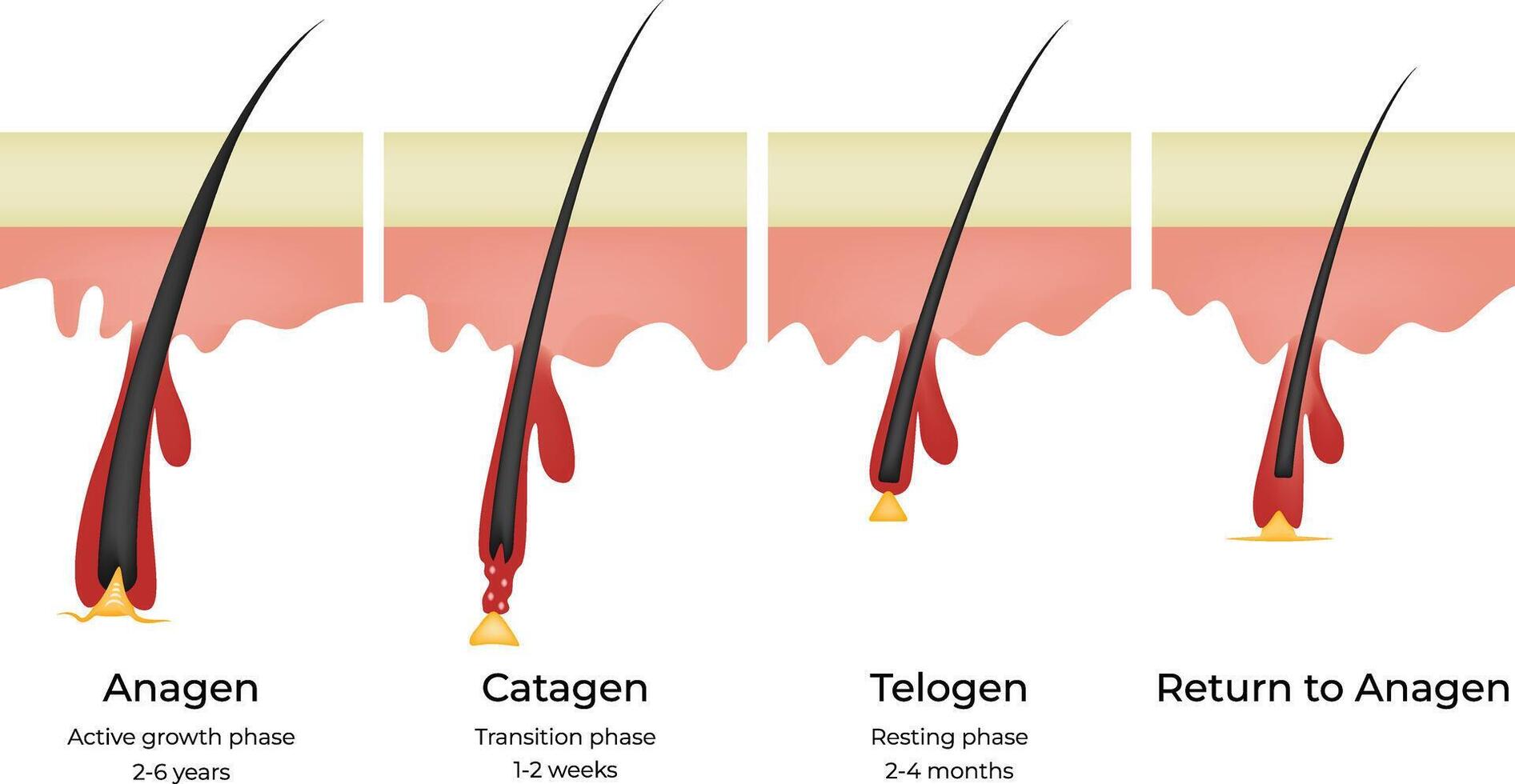 Hair Growth Anatomy and Physiology of Hair. Cycle Anagen, Catagen, Telogen Phases. vector