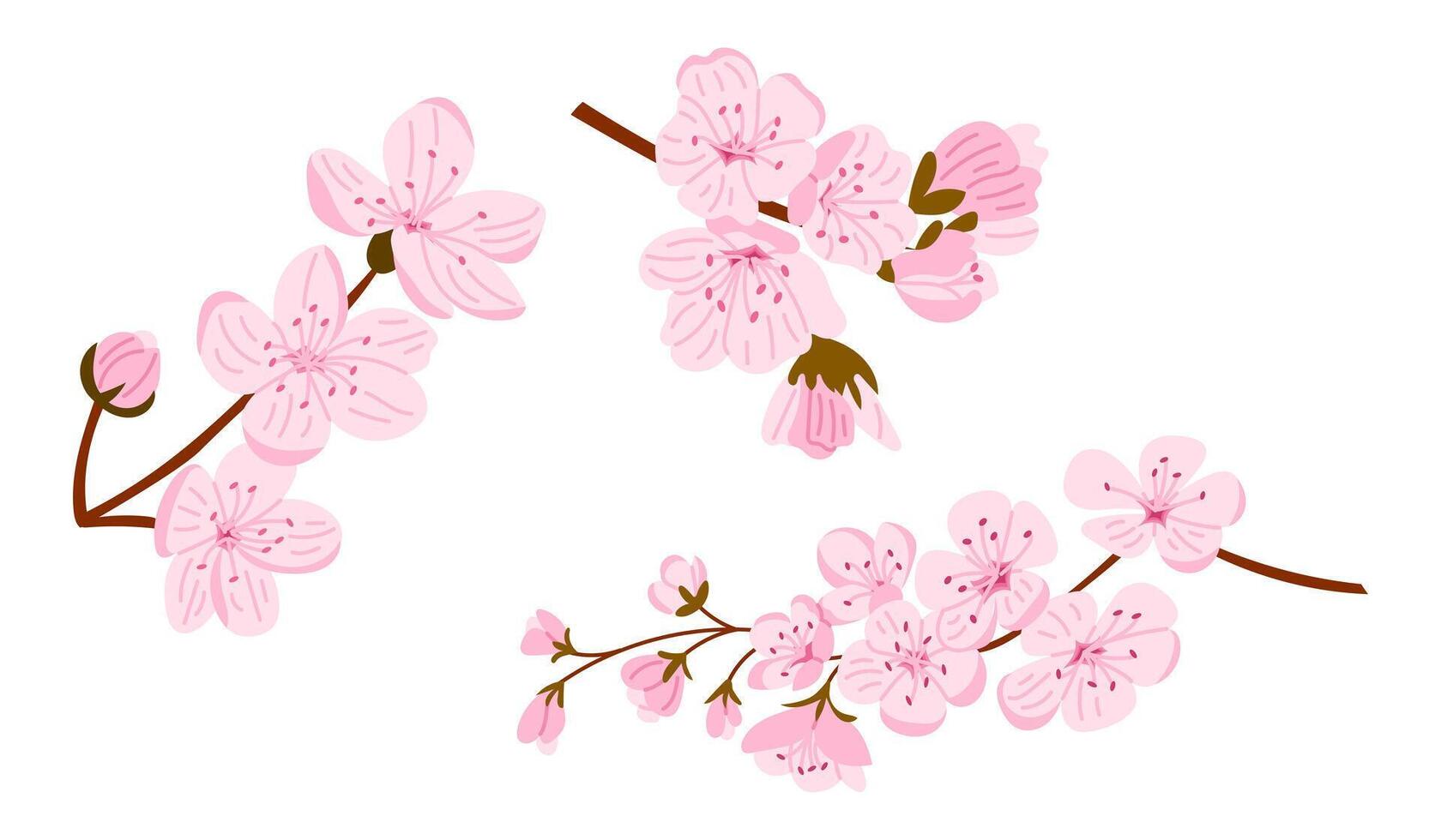 Cherry blossom branches with delicate pink flowers and buds on white background. Elegant hand drawn symbolizing spring, beauty, renewal and natures awakening vector