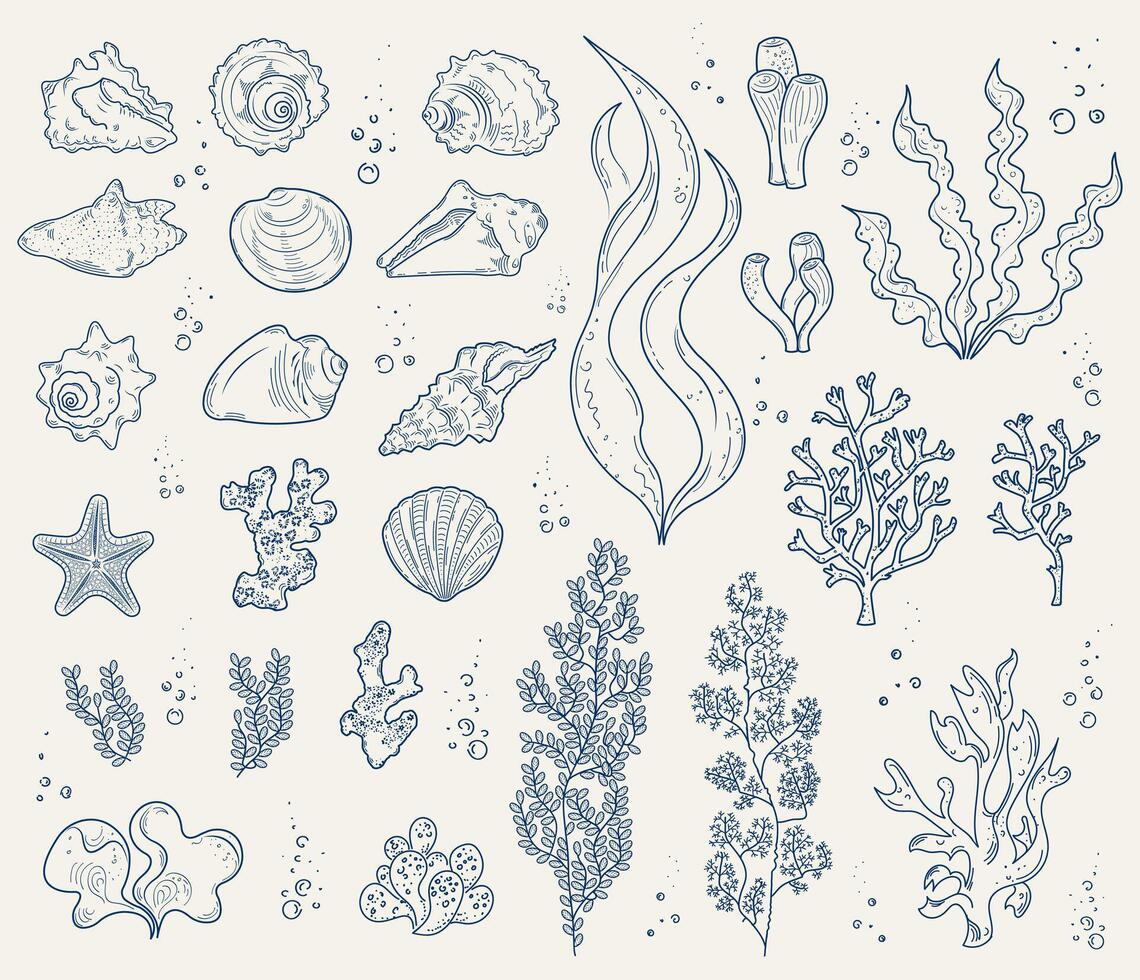 A large set of hand-drawn elements of marine life. Shells, mollusk shells, algae and corals. Contour drawings. vector