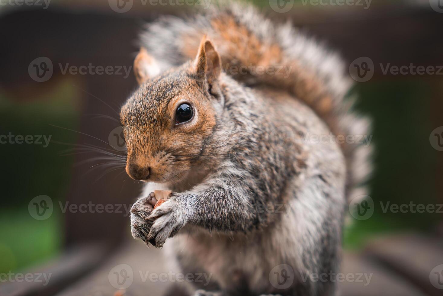 A gray squirrel with detailed fur and a bushy tail holds a small nut. The blurred green background suggests a natural or park like environment. photo