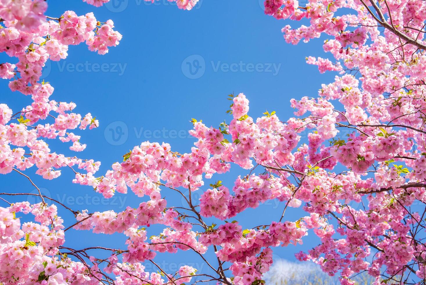 Vibrant pink sakura flowers densely cover branches, set against a clear blue sky. The image captures a close up view in Victory Park, Riga. photo