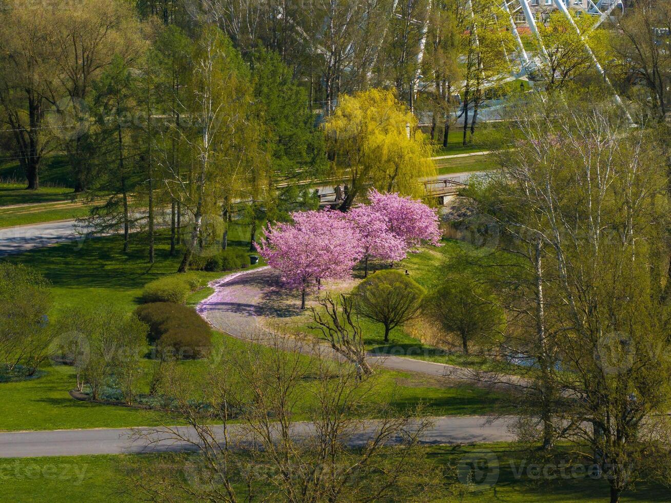 Aerial view of Riga Victory Park in Latvia, showcasing blooming pink sakura trees, a winding pathway, and a Ferris wheel in the background. photo