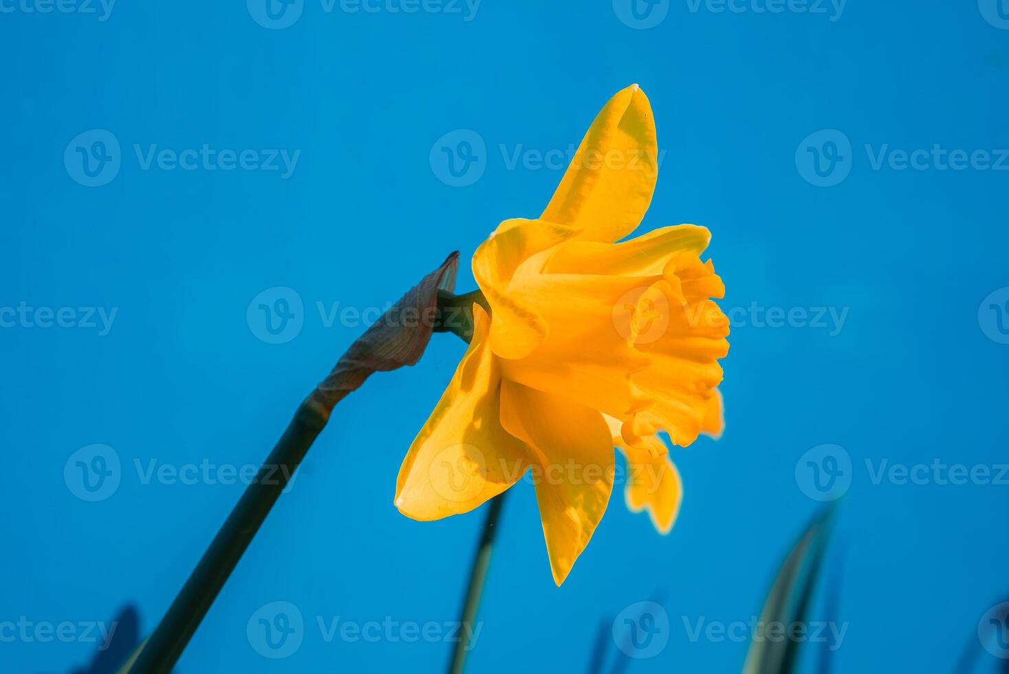 A vibrant yellow daffodil in full bloom stands out against a bright blue background, with its trumpet shaped corona and petals clearly visible. photo