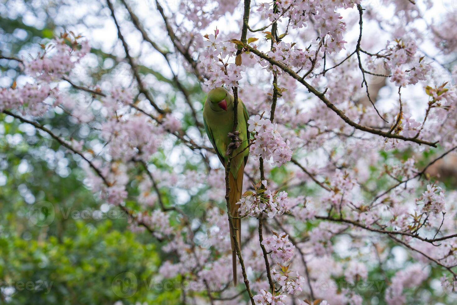 A green parakeet holds a twig on a cherry blossom branch surrounded by pink flowers, with blurred greenery and blossoms in a London park background. photo