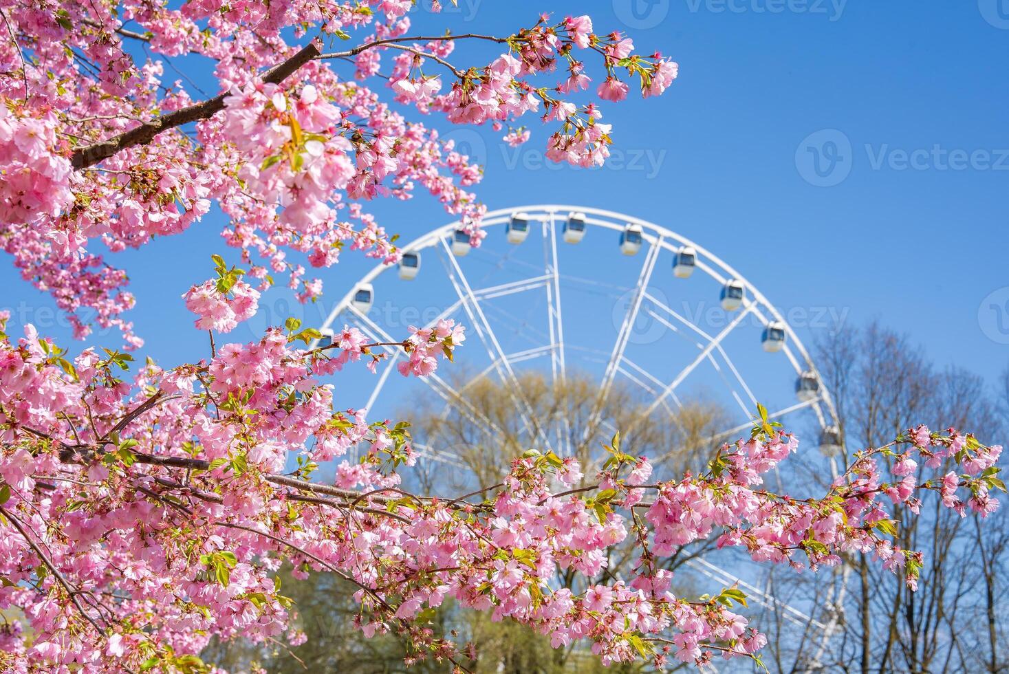 Pink sakura trees bloom in Victory Park, Riga, with a white Ferris wheel in the background. Sparse trees and a clear blue sky complete the scene. photo