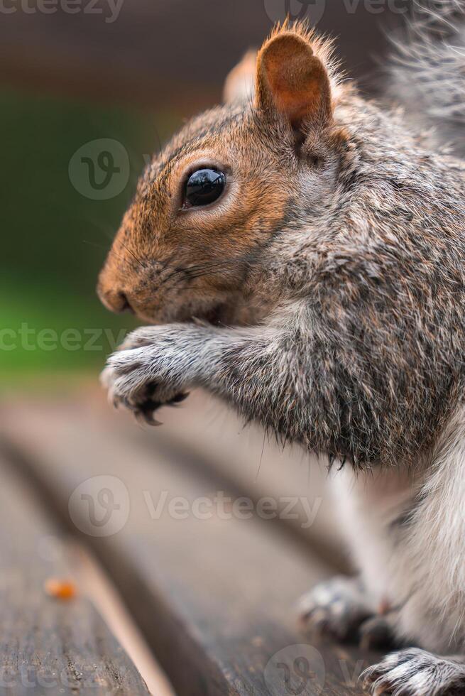 A gray squirrel sits on a wooden surface, holding its paws close to its chest. The blurred green background suggests an outdoor park setting. photo