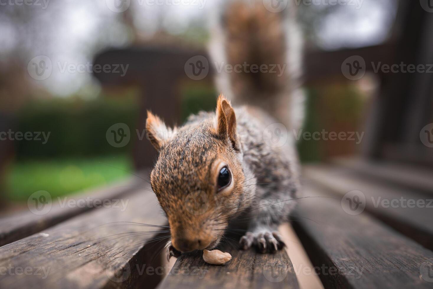 A squirrel with detailed fur texture nibbles food atop a wooden bench. The blurred greenery in the background suggests an outdoor park setting in London. photo