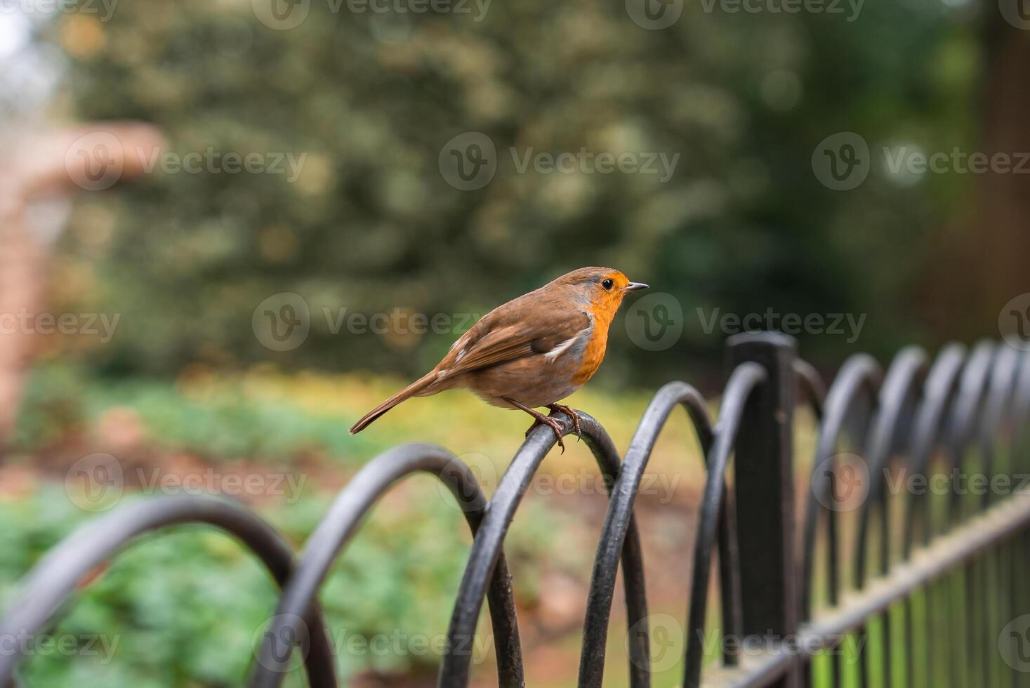 A robin with vibrant orange breast and brown feathers sits on a black curved metal fence. The blurred greenery in the background suggests a London park. photo