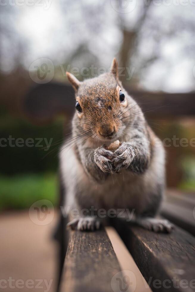 A close up of a squirrel sitting on a wooden bench, holding food in its paws. The blurred background shows greenery and trees, suggesting a park setting. photo