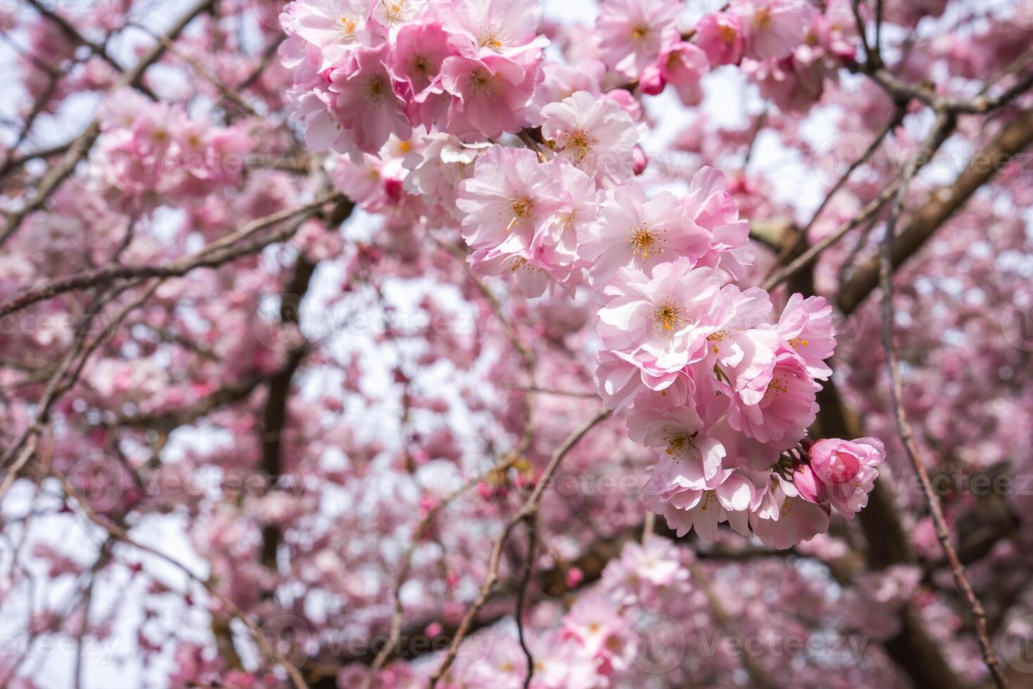 A detailed view of pink cherry blossoms with delicate petals and branches in the background, showcasing the essence of spring in a serene natural setting. photo